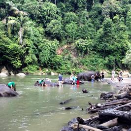Washing Elephants in Tangkahan