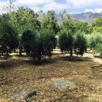 Ojai Olive Oil Company