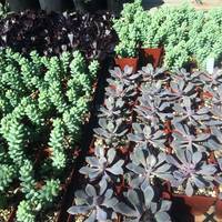 B & B Cactus Farm