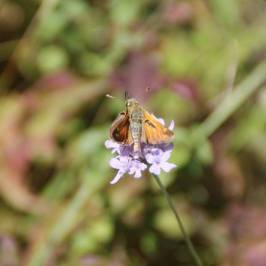 Jardin des papillons