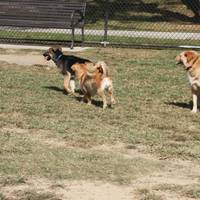 Raising Cane's Dog Park