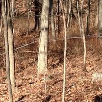 Crown Maple / Madava Farms