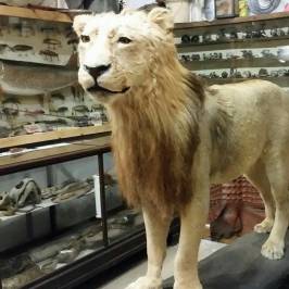 Guntzviller's Spirit of the Woods Museum