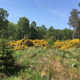 Cambus O'May Forest