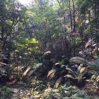 Bukit Gasing Forest Reserve