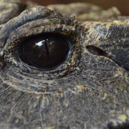 Reptile House De Aarde