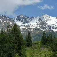 Ancient Larches of Val d'Ultimo Valley