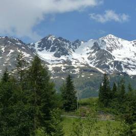 Ancient Larches of Val d'Ultimo Valley