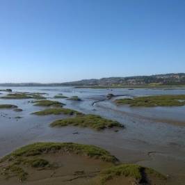Tamar Island Wetlands