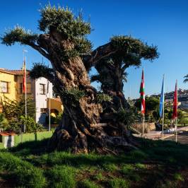 Campo de Golf La Marquesa
