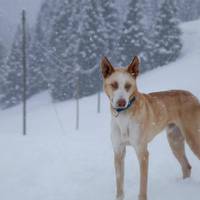 Athabaska Dogsledding - Scuola di Sleddog