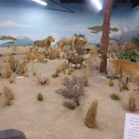 Rosenbruch Wildlife Museum