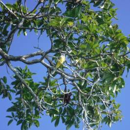 Active Nature Bacalar