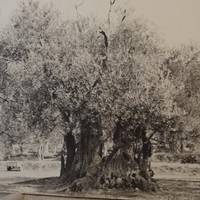 Old Olive Tree