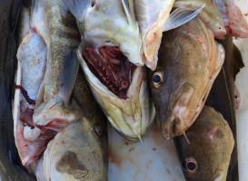 No problem Sportfishing