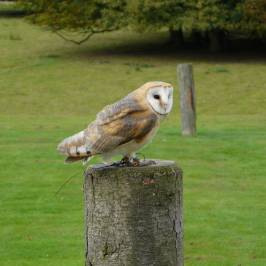 National Centre for Birds of Prey