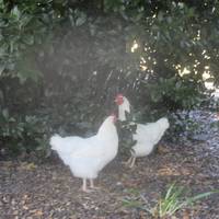 Ardenwood Historic Farm