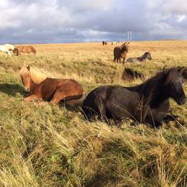 Icelandic HorseWorld