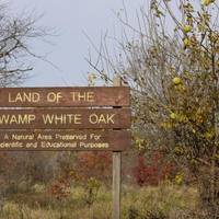 Swamp White Oak Preserve