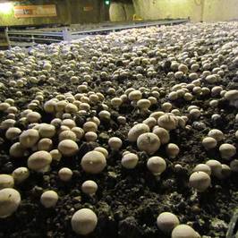 Musée du Champignon