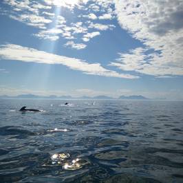 Sea Safari Andenes