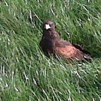 Herne Falconry