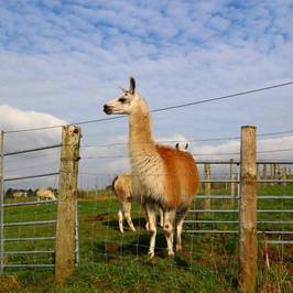 The Wellbeing Farm