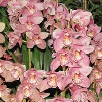 Deorali Orchid Sanctuary