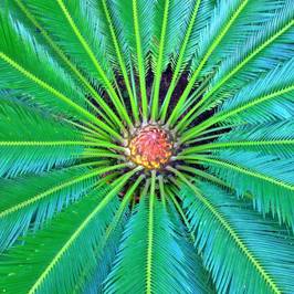 Manor Heath and Jungle Experience