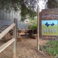 Keys Creek Lavender Farm