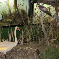 Naturkundemuseum Gera