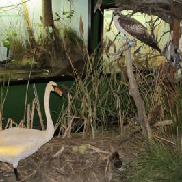 Naturkundemuseum Gera