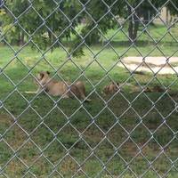 Lee Richardson Zoo