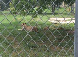 Lee Richardson Zoo