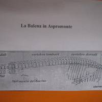 Museo Civico di Paleontologia e Scienze Naturali dell'Aspromonte