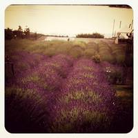 Purple Scent Lavender Farm