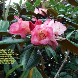 Connie Hansen Garden Conservancy