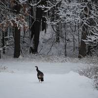 W.K. Kellogg Bird Sanctuary
