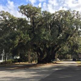 Lover's Oak
