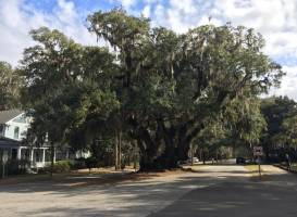 Lover's Oak