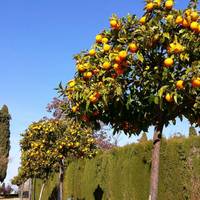 Jardines del Corazon de Jesus y el Cortijo