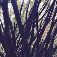 Enys Gardens