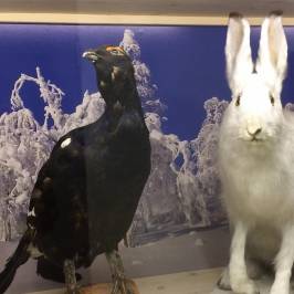 Haltia - The Finnish Nature Centre