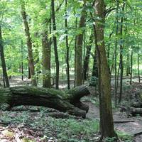 Forest Park