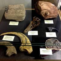 Museum of Natural Science, University of Parana