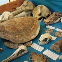 Museu e Aquário Marinho de Bombinhas