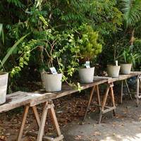 Recife Botanic Garden