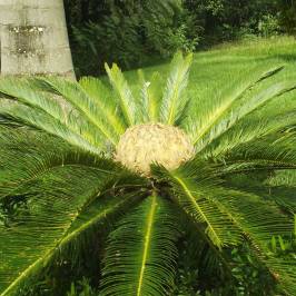 Biodiversidade do Cerrado Museum