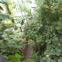 Botanischer Garten der Universität Osnabrück