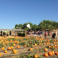 Tanaka Farms LLC